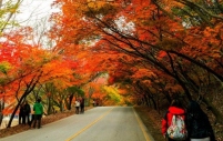 Tour Du Lịch Hàn Quốc: Yangyang - Seoul - Nami - Everland - Seoraksan (6N5Đ - Tour Charter - Miễn Visa)